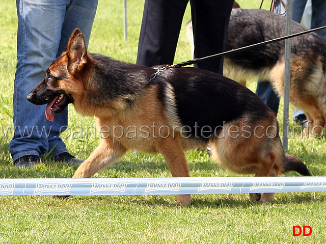 048.jpg - Classe Cucciolone femmine Luna Hohenloher Bergen